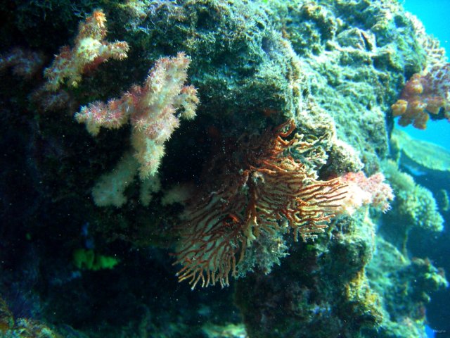 02- Coraux aux couleurs chatoyantes 